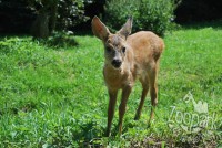 /album/fotogalerie-zoopark-na-hradecku-horni-pena/srnec-obecny-1-zoopark-jpg/